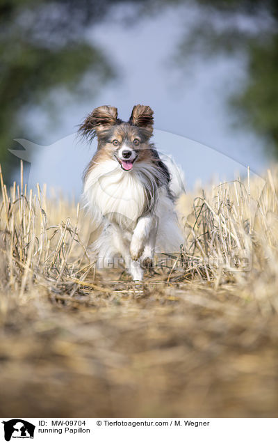 rennender Papillon / running Papillon / MW-09704