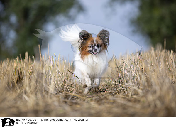 rennender Papillon / running Papillon / MW-09705
