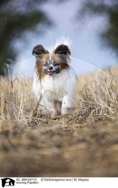 rennender Papillon / running Papillon / MW-09710