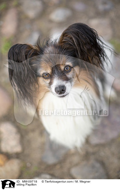 sitzender Papillon / sitting Papillon / MW-09718