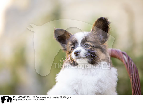 Papillon Welpe im Krbchen / Papillon puppy in the basket / MW-09725