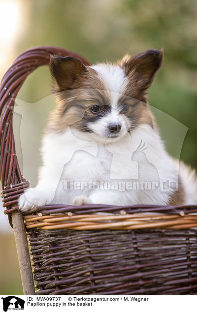 Papillon puppy in the basket / MW-09737