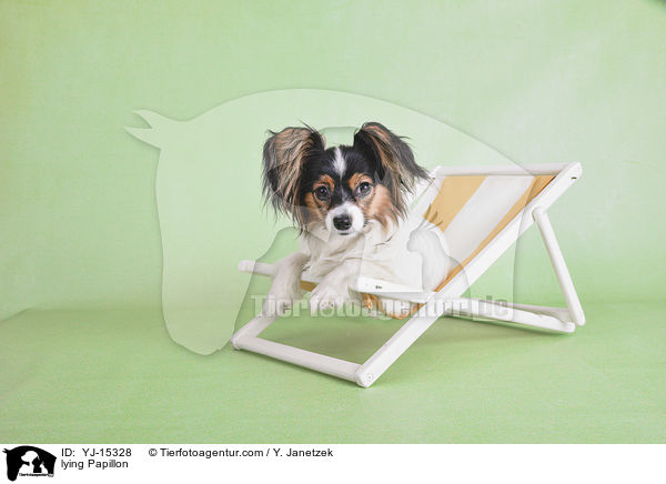 liegender Papillon / lying Papillon / YJ-15328