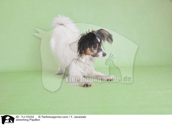 dehnender Papillon / stretching Papillon / YJ-15332