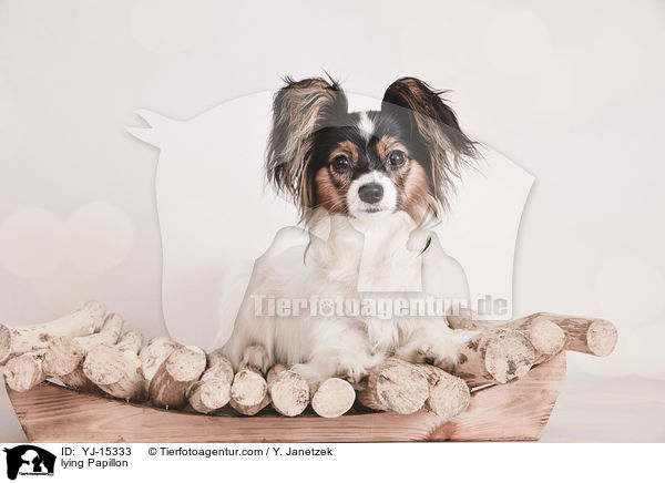 liegender Papillon / lying Papillon / YJ-15333