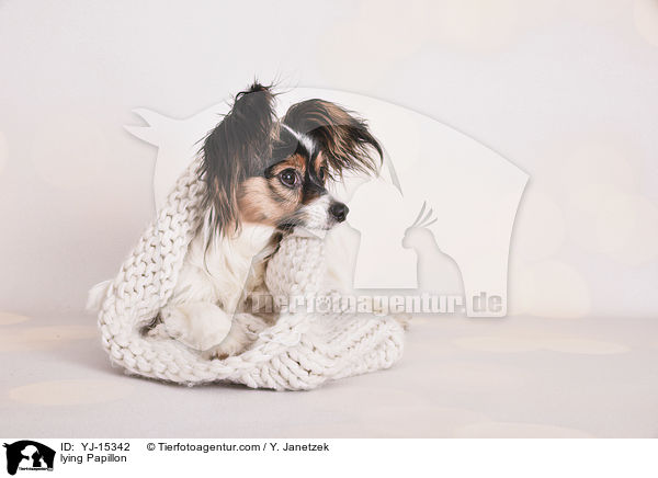 liegender Papillon / lying Papillon / YJ-15342