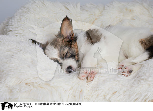Papillon Welpe / Papillon Puppy / RG-01006
