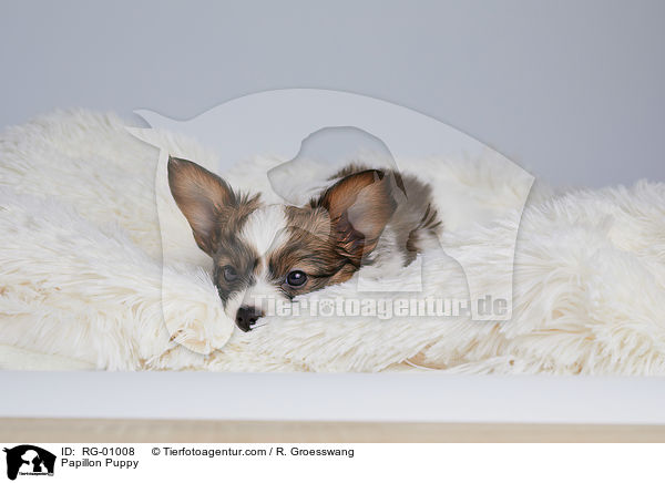 Papillon Welpe / Papillon Puppy / RG-01008