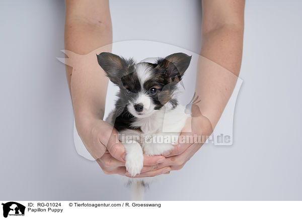 Papillon Welpe / Papillon Puppy / RG-01024