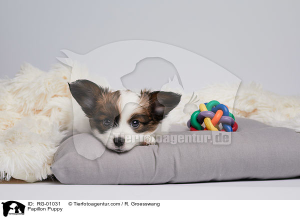 Papillon Welpe / Papillon Puppy / RG-01031