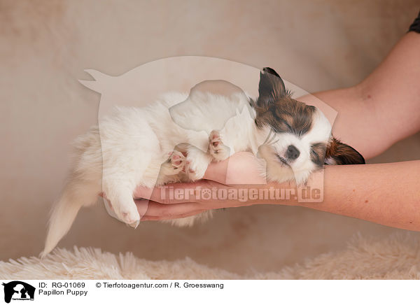 Papillon Welpe / Papillon Puppy / RG-01069