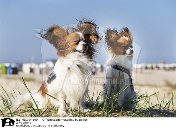 2 Papillons / HBO-04300