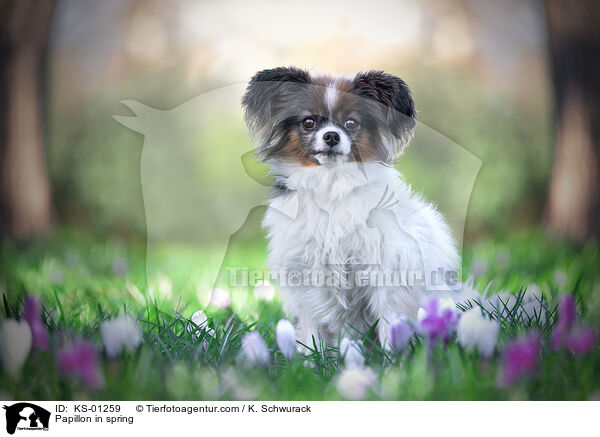 Papillon im Frhling / Papillon in spring / KS-01259