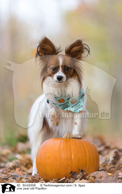 einjhriger Papillon / one year old Papillon / SI-02008