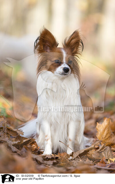 one year old Papillon / SI-02009