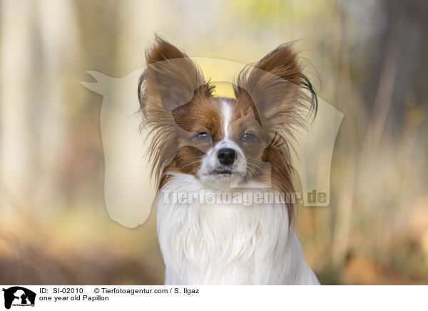 einjhriger Papillon / one year old Papillon / SI-02010