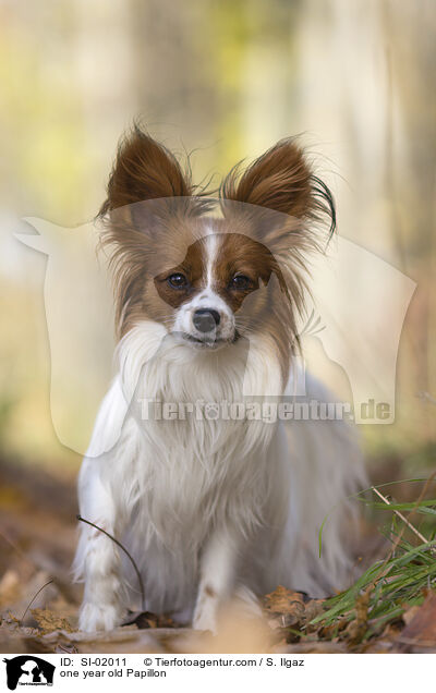 one year old Papillon / SI-02011