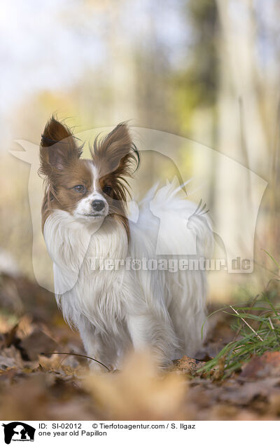 one year old Papillon / SI-02012