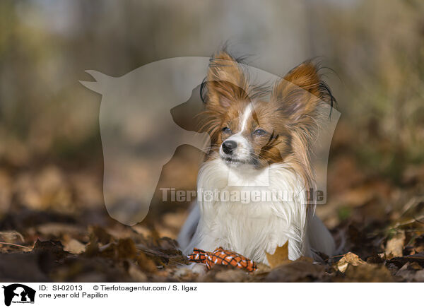 einjhriger Papillon / one year old Papillon / SI-02013