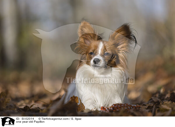one year old Papillon / SI-02014
