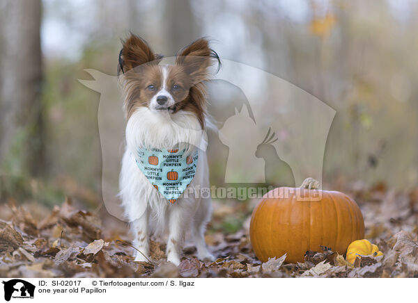einjhriger Papillon / one year old Papillon / SI-02017