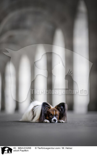 ausgewachsener Papillon / adult Papillon / MAH-03266