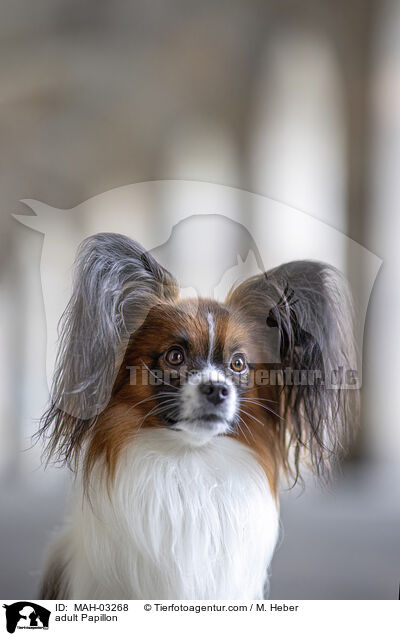 ausgewachsener Papillon / adult Papillon / MAH-03268