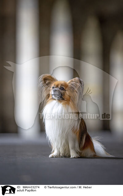 ausgewachsener Papillon / adult Papillon / MAH-03274