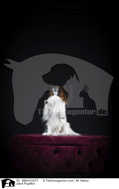 ausgewachsener Papillon / adult Papillon / MAH-03277