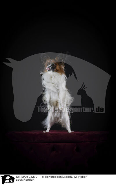 ausgewachsener Papillon / adult Papillon / MAH-03279