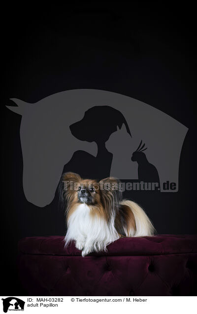 ausgewachsener Papillon / adult Papillon / MAH-03282