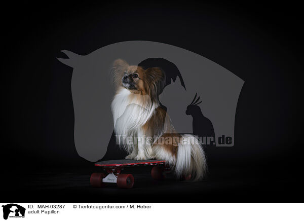 ausgewachsener Papillon / adult Papillon / MAH-03287