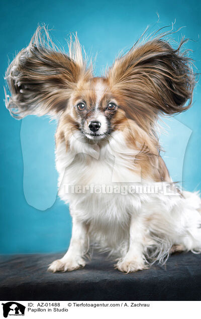 Papillon in Studio / AZ-01488