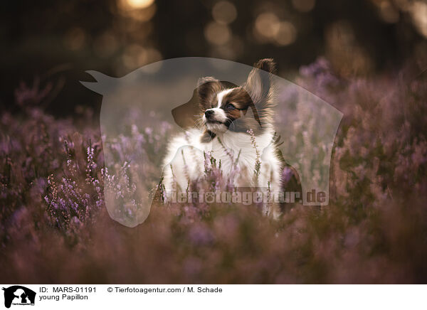 junger Papillon / young Papillon / MARS-01191