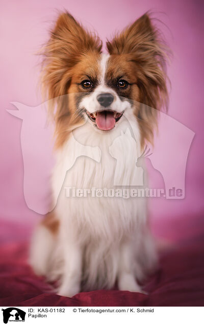 Papillon / Papillon / KAS-01182