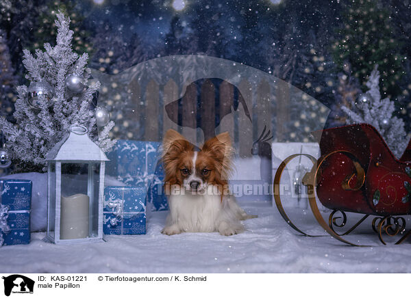 male Papillon / KAS-01221