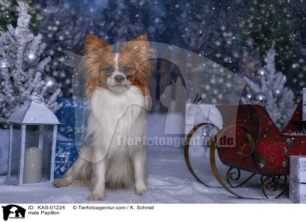 Papillon Rde / male Papillon / KAS-01224