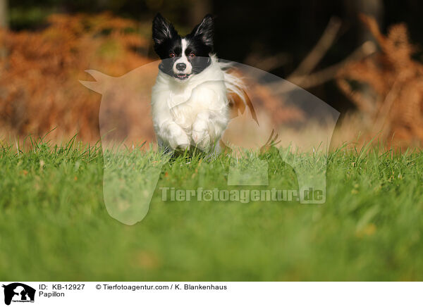 Papillon / Papillon / KB-12927