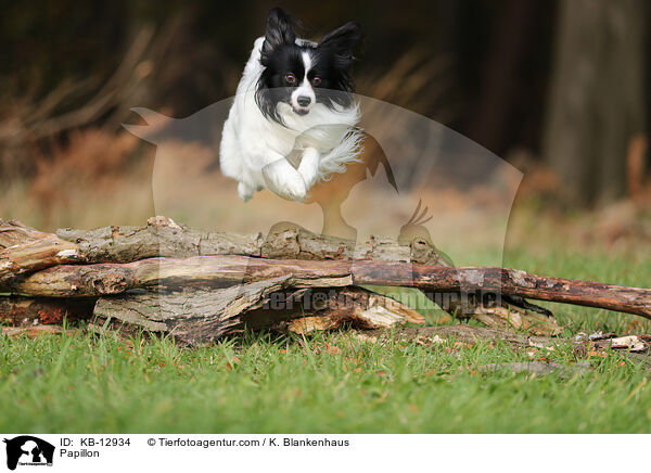 Papillon / Papillon / KB-12934