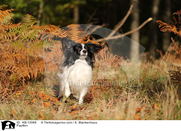 Papillon / Papillon / KB-13068