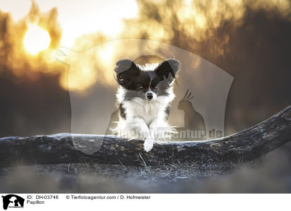 Papillon / Papillon / DH-03746
