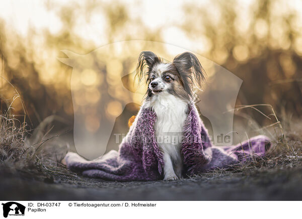 Papillon / Papillon / DH-03747