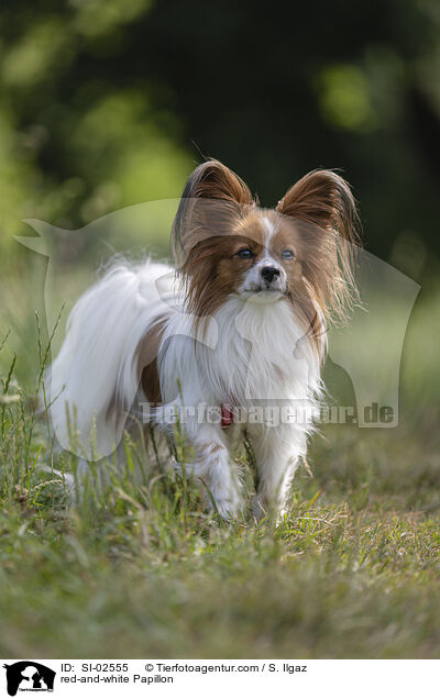 rot-weier Papillon / red-and-white Papillon / SI-02555