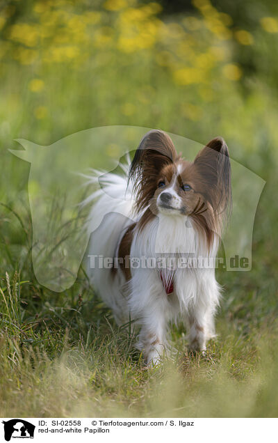 rot-weier Papillon / red-and-white Papillon / SI-02558