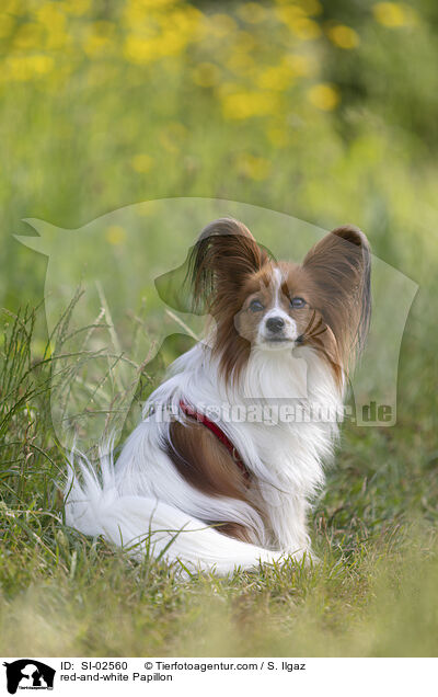 rot-weier Papillon / red-and-white Papillon / SI-02560