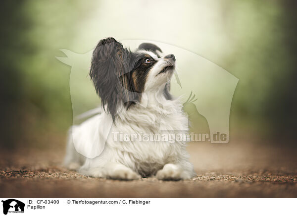 Papillon / Papillon / CF-03400