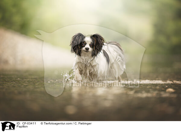 Papillon / Papillon / CF-03411