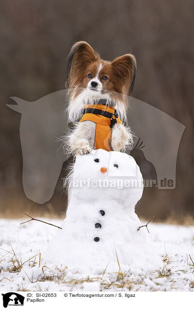 Papillon / Papillon / SI-02653