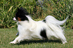 running Papillon