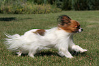 running Papillon